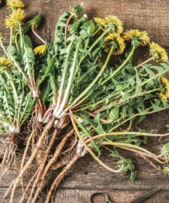 Dandelion Root Extract in MCT Oil