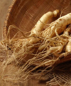 Panax Ginseng Extract