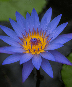 Blue Lotus Extract