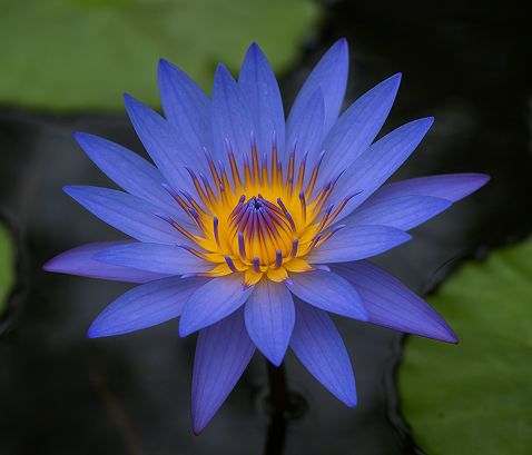 Blue Lotus Extract