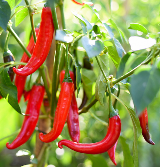 Cayenne Pepper Extract