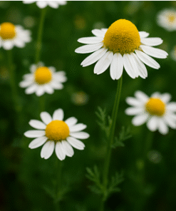 Chamomile Extract
