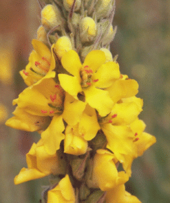 Mullein Tincture