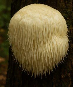 Lions Mane extract