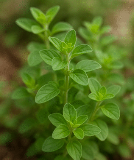 Oregano Extract