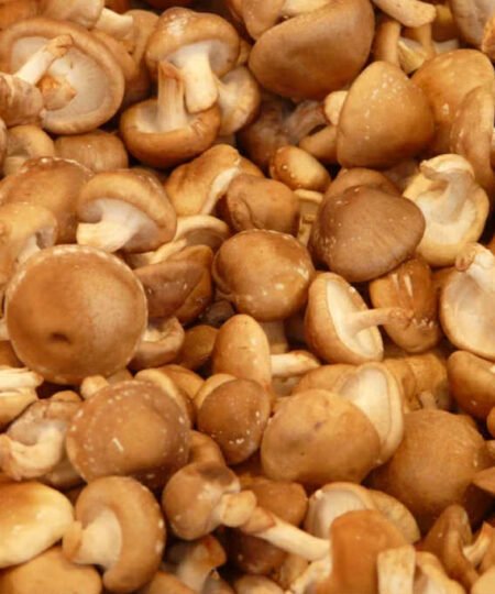 Shitake Mushroom extract