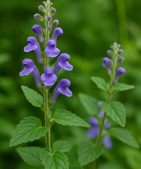 Skullcap extract