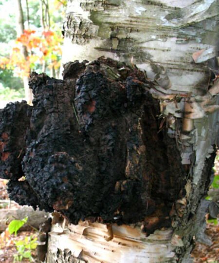 Chaga Mushroom Extract