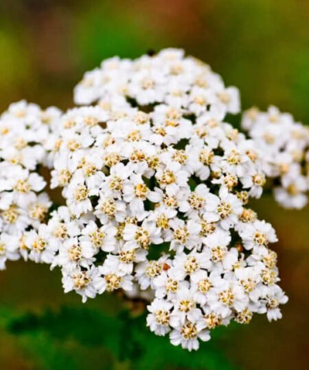 Yarrow Extract