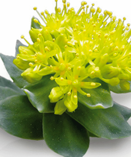 Rhodiola-Rosea Extract