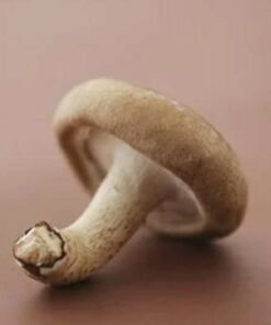 Alternative view of Shitake Mushroom extract