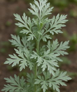 Wormwood Extract