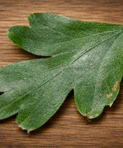 Hawthorn Leaf Extract