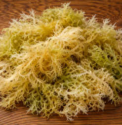 Sea Moss Extract
