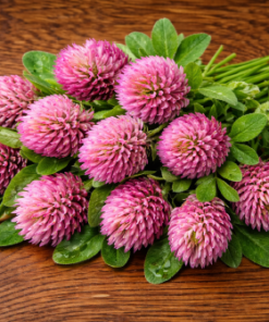 Red Clover Flower Extract