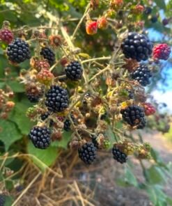Brambles Extract